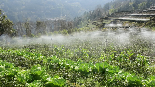  茶园进行水肥一体灌溉喷灌视频