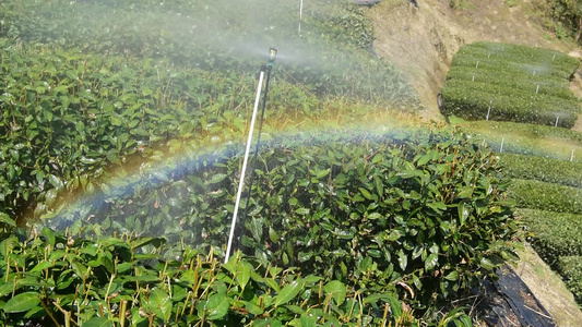  茶园进行水肥一体灌溉喷灌视频