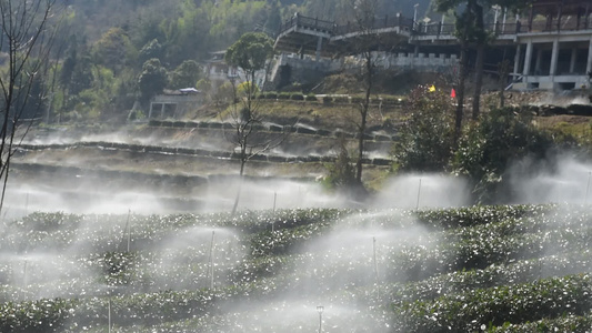  茶园进行水肥一体灌溉喷灌视频