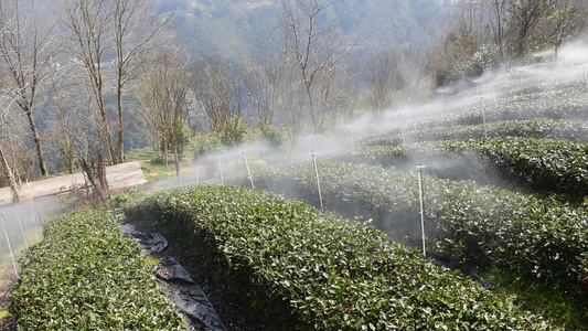  茶园进行水肥一体灌溉喷灌视频