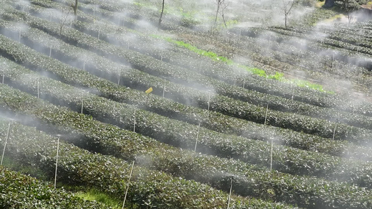  茶园进行水肥一体灌溉喷灌视频