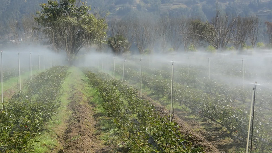  茶园进行水肥一体灌溉喷灌视频