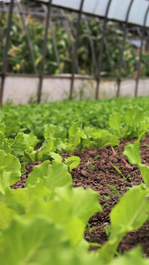 大棚里种植的生菜绿色食品8秒视频