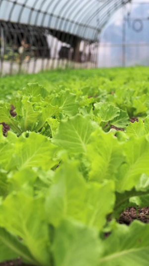 大棚里种植的生菜绿色食品8秒视频