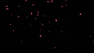 玫瑰花瓣飘落带透明通道视频20秒视频