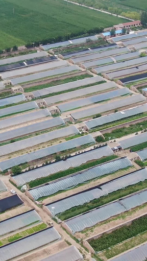 航拍农田庄稼地里的大棚农作物112秒视频