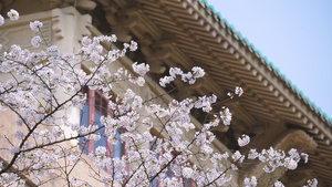 春天旅游武汉大学校园古建筑樱花季4k素材51秒视频