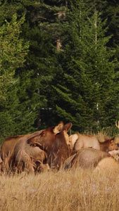 野生动物麋鹿驯鹿鹿大自然视频