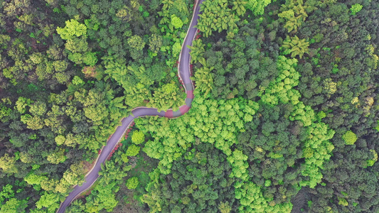 森林中的蜿蜒公路视频