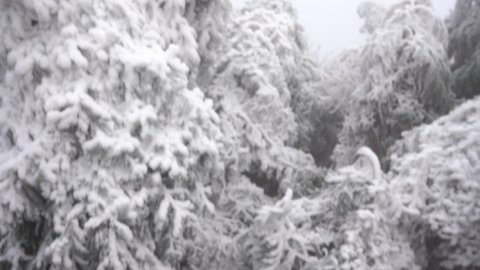 南岳雪松雾凇美景视频