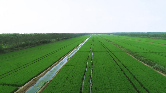 航拍大型农机在麦田植保和施肥视频