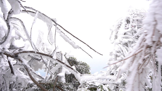 南岳雪松雾凇美景视频