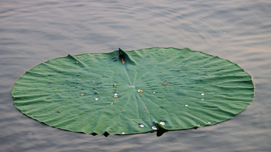 夏日漂浮在湖面上的一片带水珠的荷叶视频
