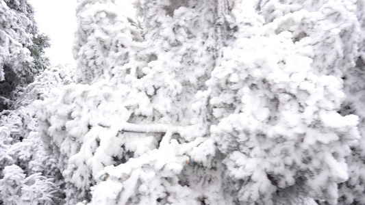 南岳雪松雾凇美景视频