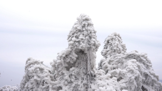 南岳雪松雾凇美景视频