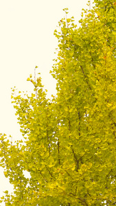 银杏树树叶黄了视频