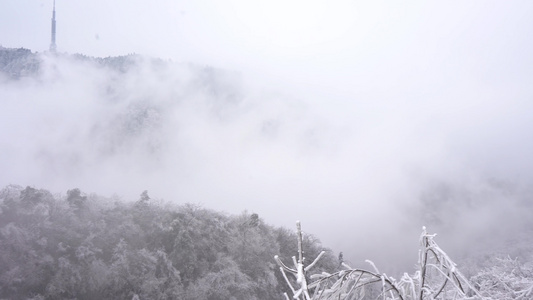 南岳雪松雾凇美景视频