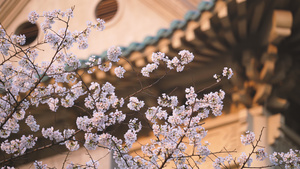 城市旅游武汉大学古建筑樱花树4k素材53秒视频