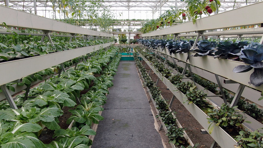 低空航拍温室大棚有机蔬菜种植基地视频