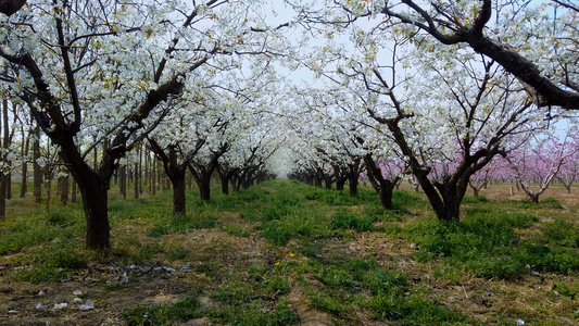 4K果园中的梨树花盛开视频