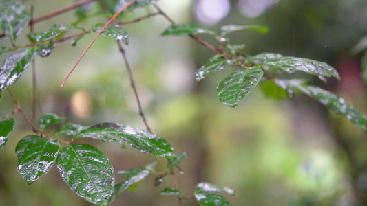 雨水中的树木枝叶视频