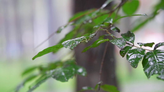 雨水中的树木枝叶视频