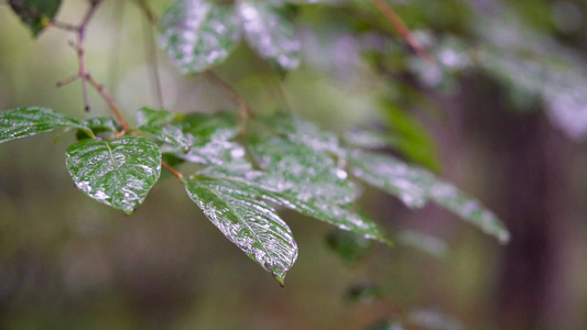 雨水中的树木枝叶视频