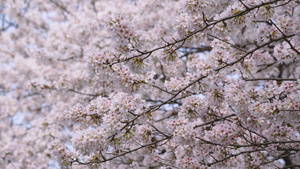 城市春天花季白色樱花树4k素材62秒视频