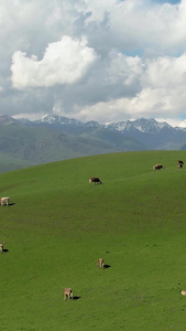 航拍5A蓝天白云下的那拉提草原与散落的牧群视频 旅游景点视频