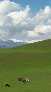 航拍5A蓝天白云下的那拉提草原与散落的牧群视频 旅游目的地视频
