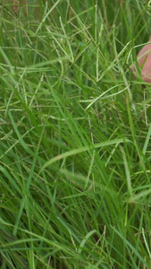 牧场亲子活动割草割草活动视频