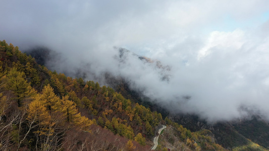 秋天 秋景 秋天云海 五彩斑斓秋天视频