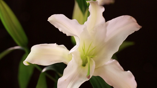 鲜花家居装饰百合花视频