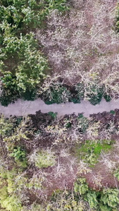 原始森林道路自然世界视频