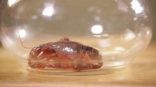鱼缸里饲养的小龙虾[伺养]视频