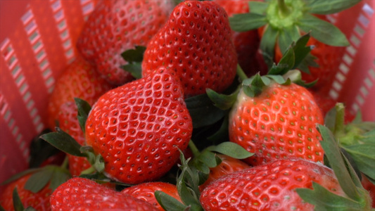4k草莓采摘草莓大棚种植采摘视频