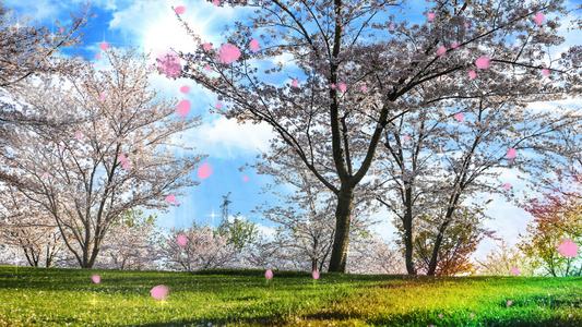 4K浪漫的春天樱花背景素材视频