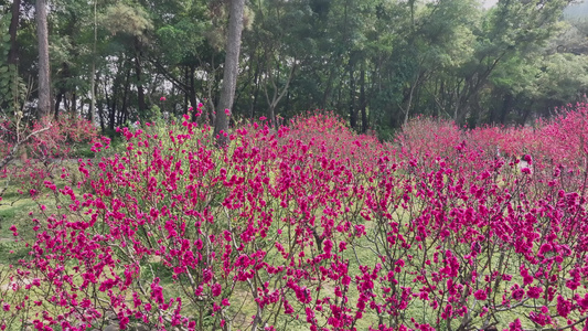 4K拍摄 南宁青秀山桃花开视频