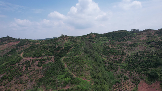 山川丘陵水果种植水果基地航拍视频