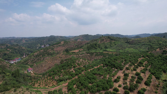 山川丘陵水果种植水果基地航拍视频