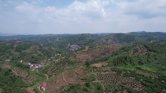 山川丘陵水果种植水果基地航拍视频