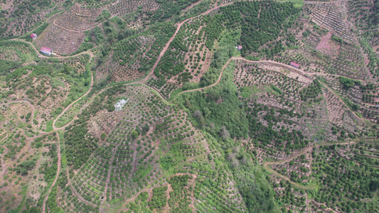 山川丘陵水果种植水果基地航拍视频