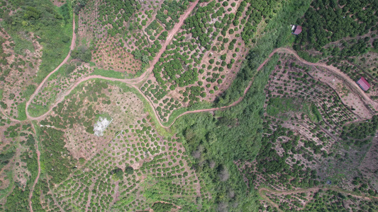 山川丘陵水果种植水果基地航拍视频