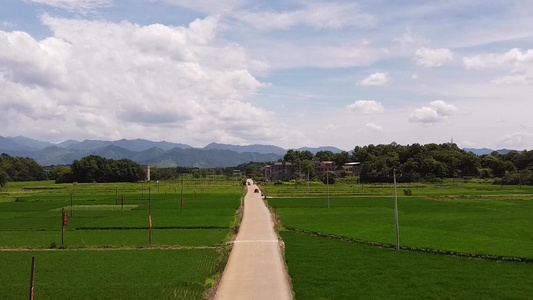 航拍一望无际的乡村公路绿油油的稻田视频