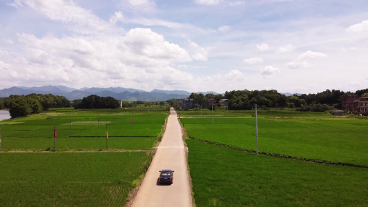 航拍一望无际的乡村公路绿油油的稻田视频