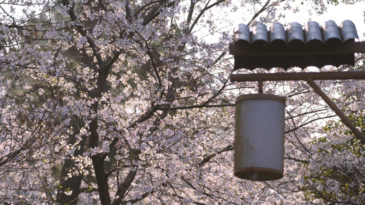 城市春天日式建筑白色灯笼樱花树4k素材视频