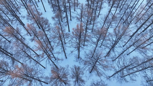 俯拍内蒙古林区寒冬雪松雾凇自然风景视频