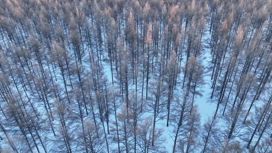 俯拍内蒙古林区寒冬雪松雾凇自然风景视频