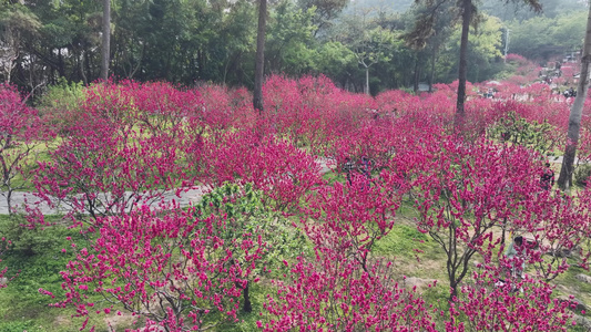 4K拍摄 南宁青秀山桃花盛开满山红视频