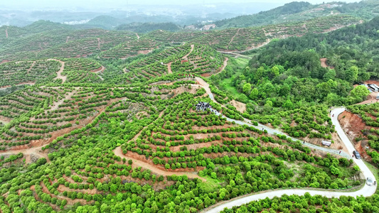 茶油种植基地 视频